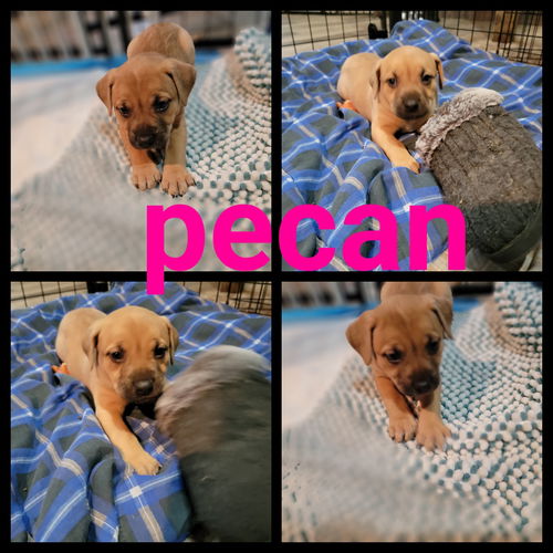 Pecan