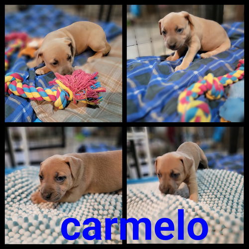 Carmelo