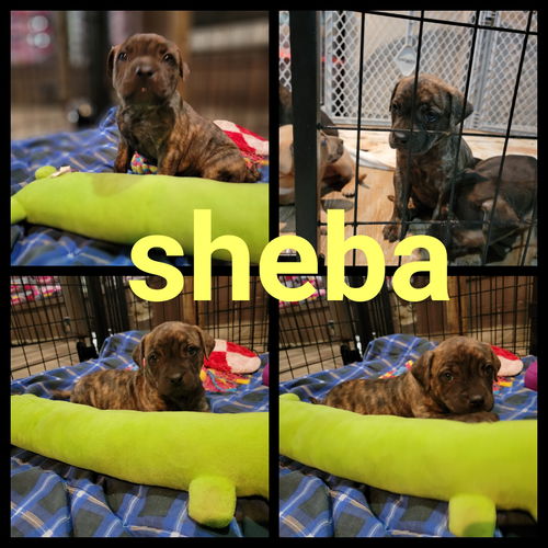 Sheba