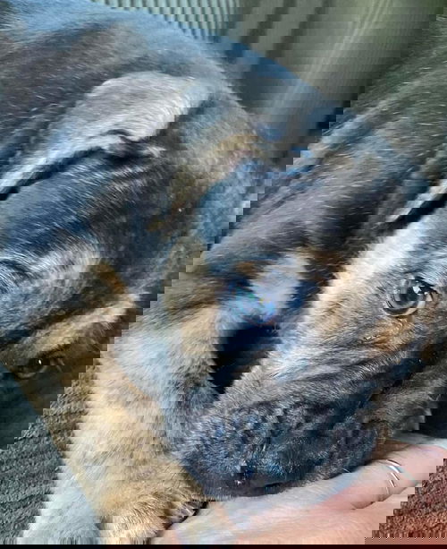Simon