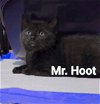 Mr HOOT