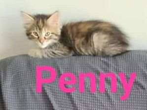 Penny