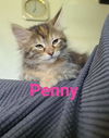 Penny