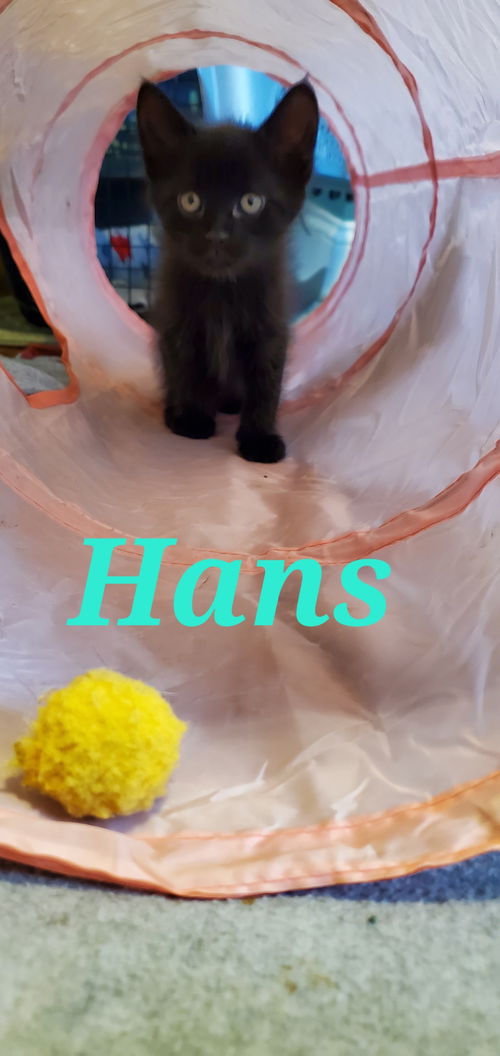 Hans