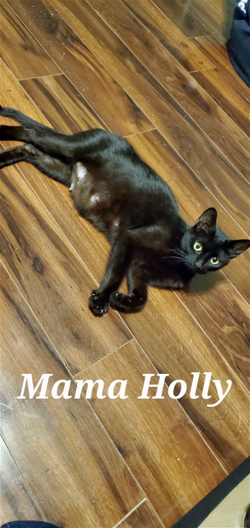 Mama Holly