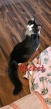 Rocket