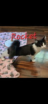 Rocket