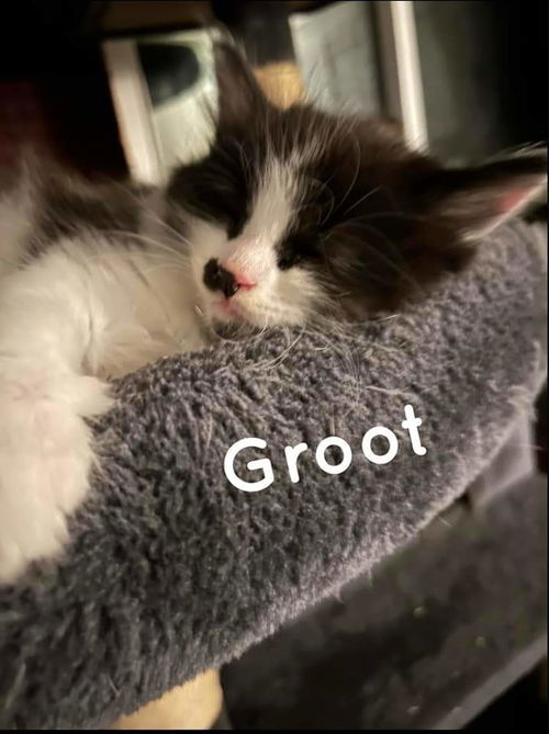 Groot