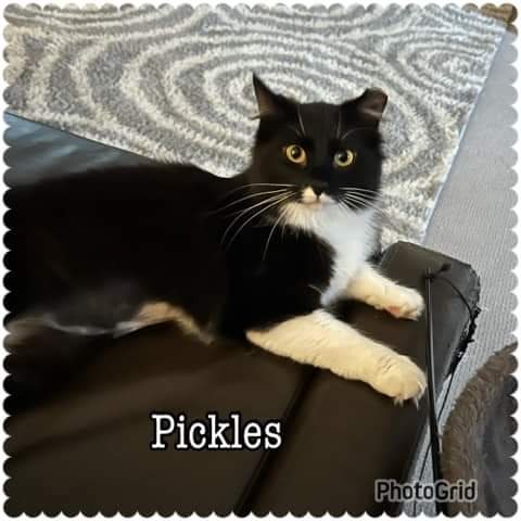 adoptable Cat in Marine City, MI named Pickles