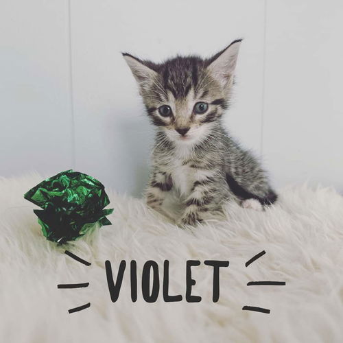 Violet