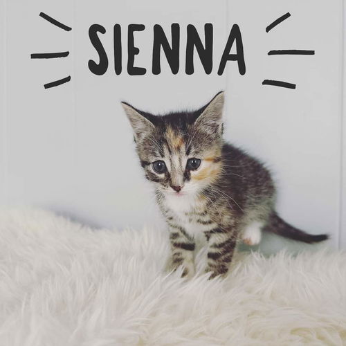 Sienna