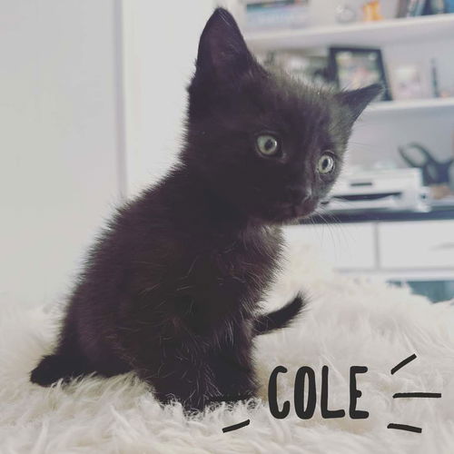 Cole