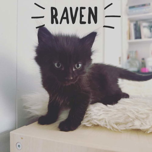 Raven