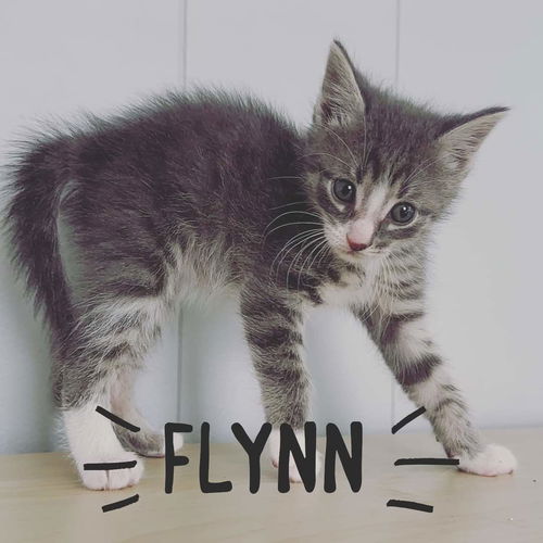 Flynn