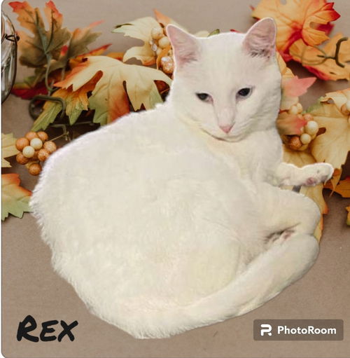 Rex