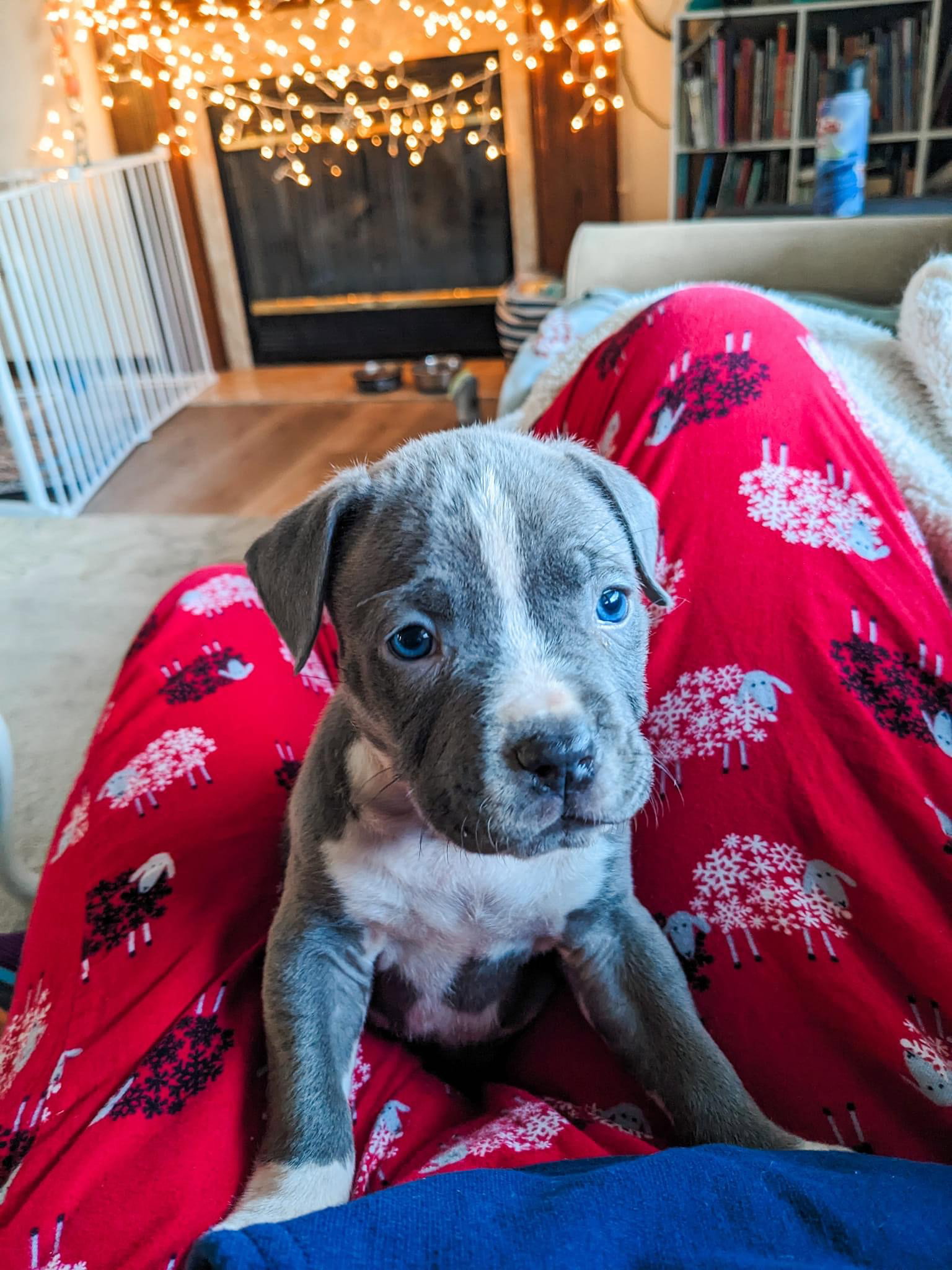 Dog for Adoption Popcorn, a American Pit Bull Terrier in Oakland County, MI Alpha Paw