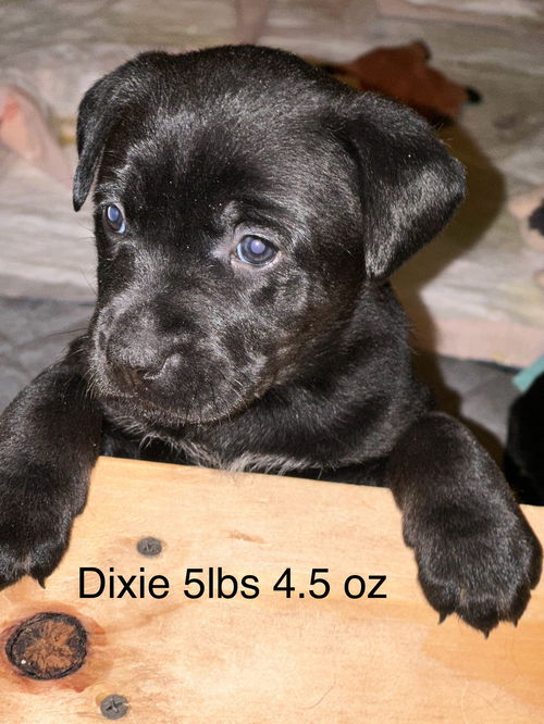 Dixie