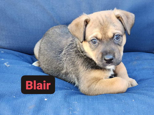 Blair