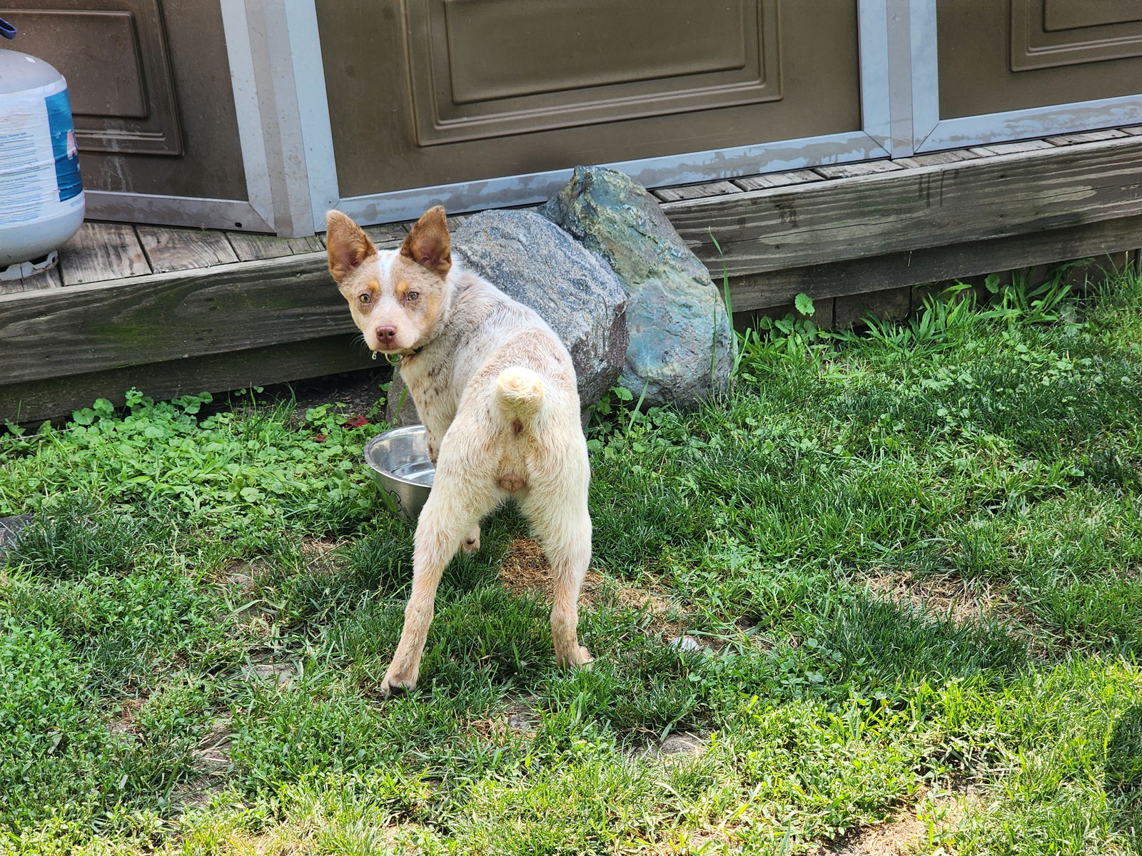 adoptable Dog in Marine City, MI named Nugz