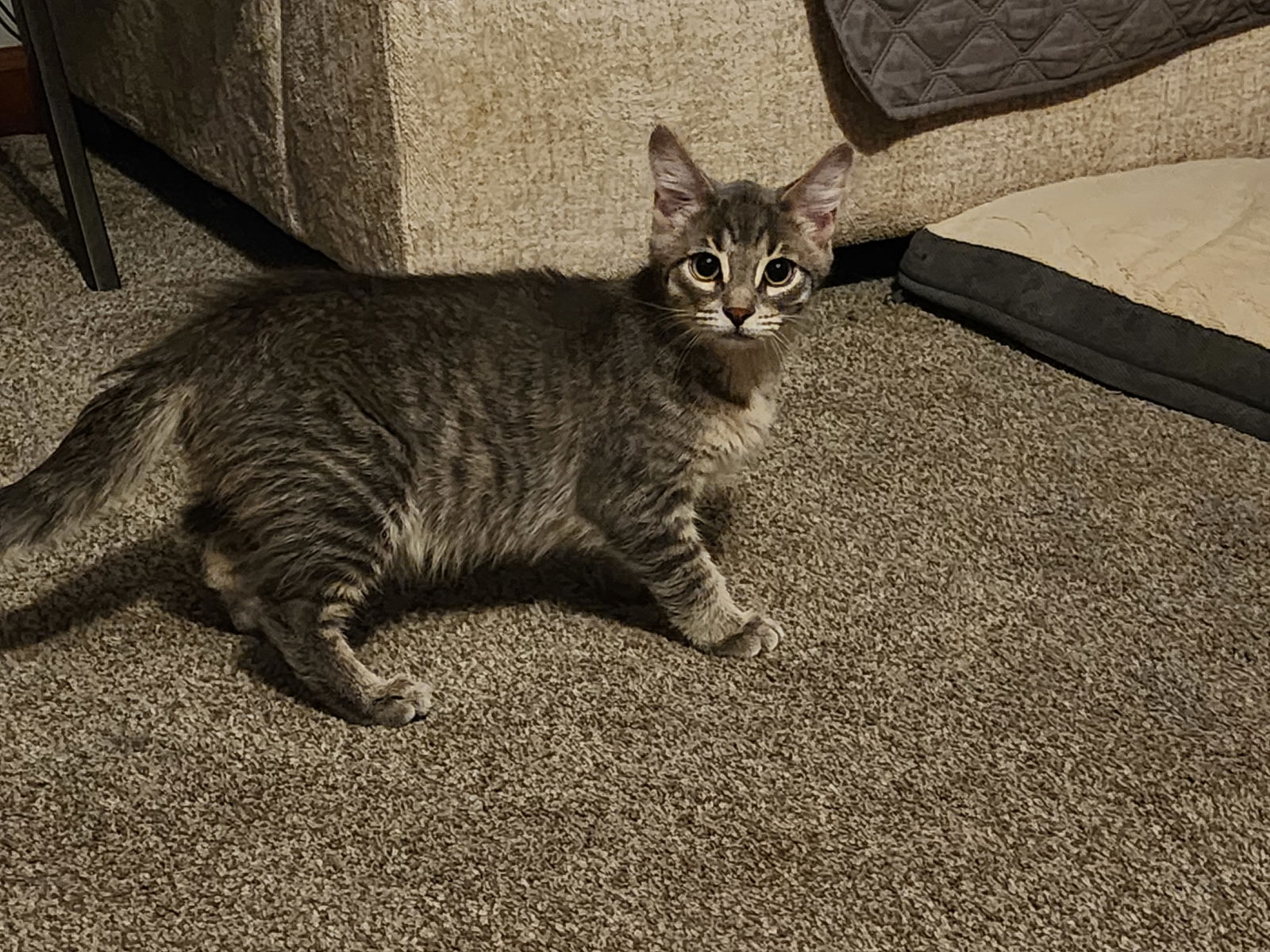 adoptable Cat in Marine City, MI named SIMBA