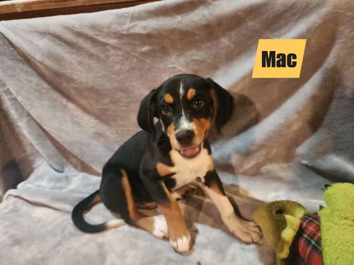 Mac