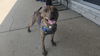 adoptable Dog in  named Cinder