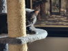 Cleo