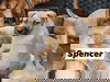 Spencer