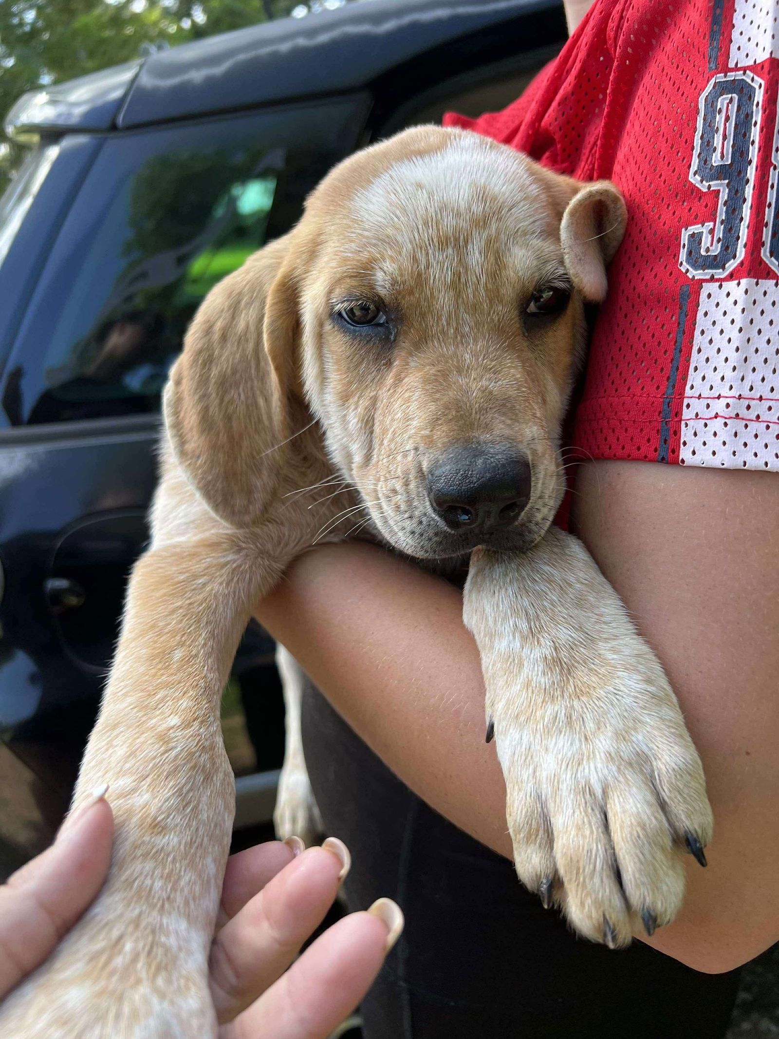 adoptable Dog in Marine City, MI named Puppy