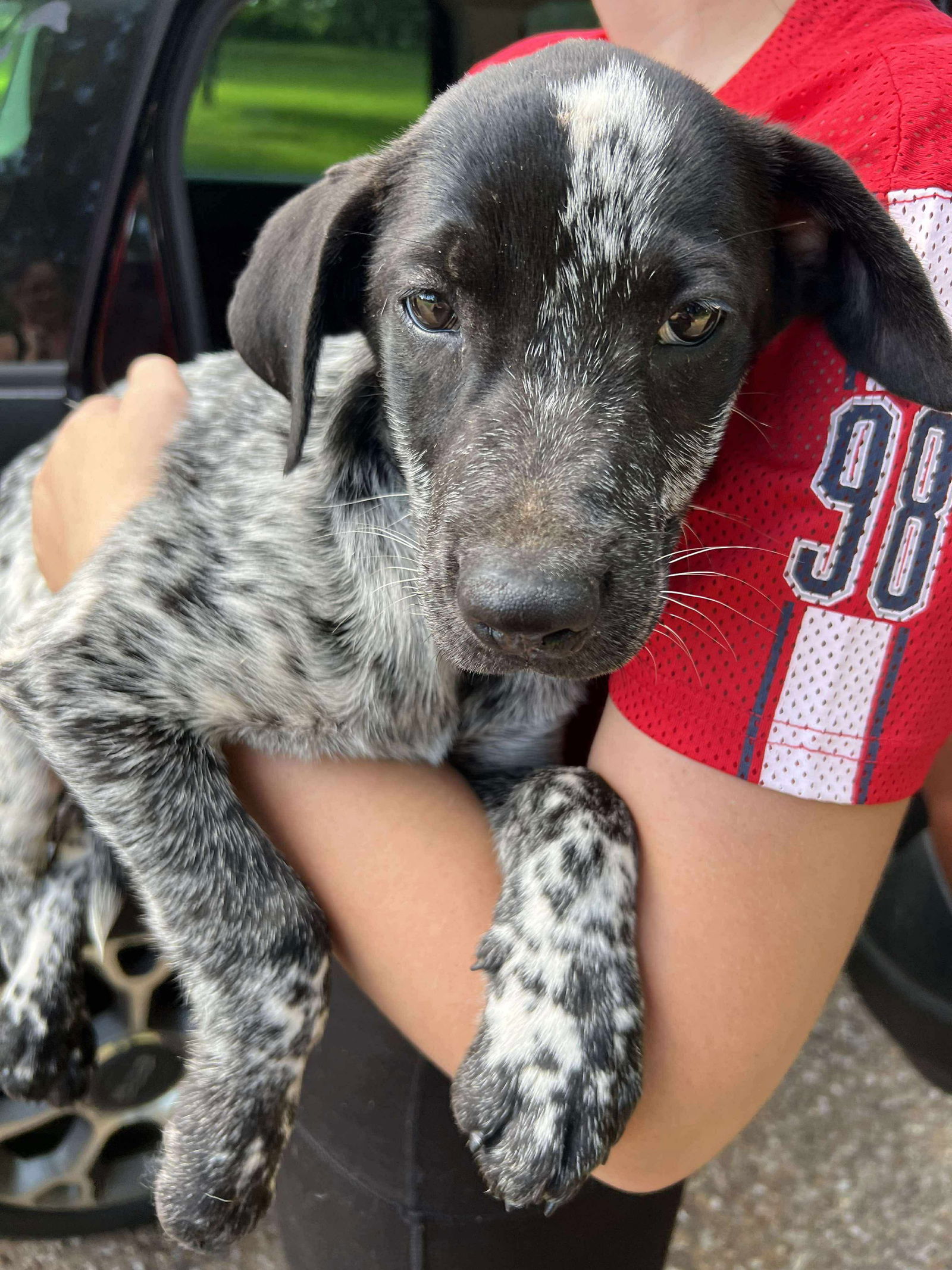 adoptable Dog in Marine City, MI named Aaron