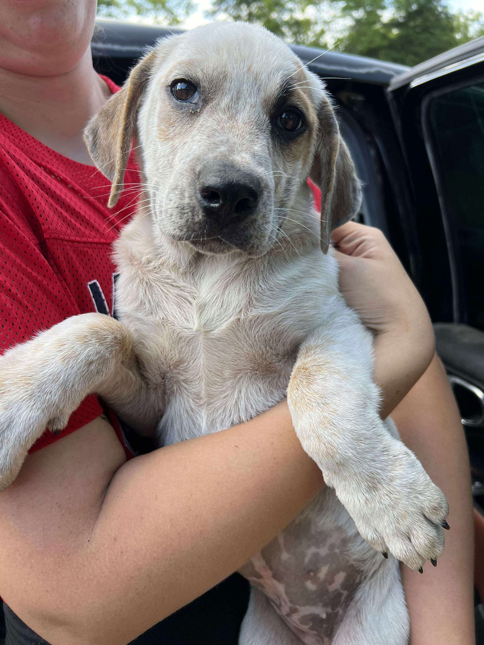 adoptable Dog in Marine City, MI named Karo