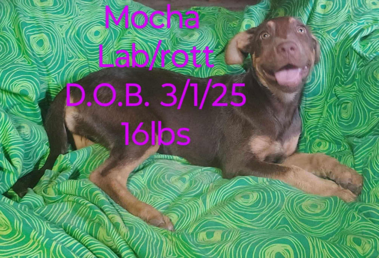 adoptable Dog in Marine City, MI named Mocha