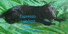 adoptable Dog in , MI named Expresso