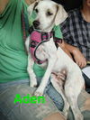 adoptable Dog in , MI named Molly