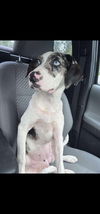 adoptable Dog in  named Molly
