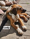 Lady