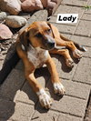Lady