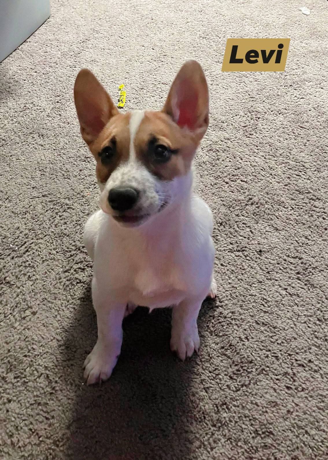 Levi - Cattle Dog