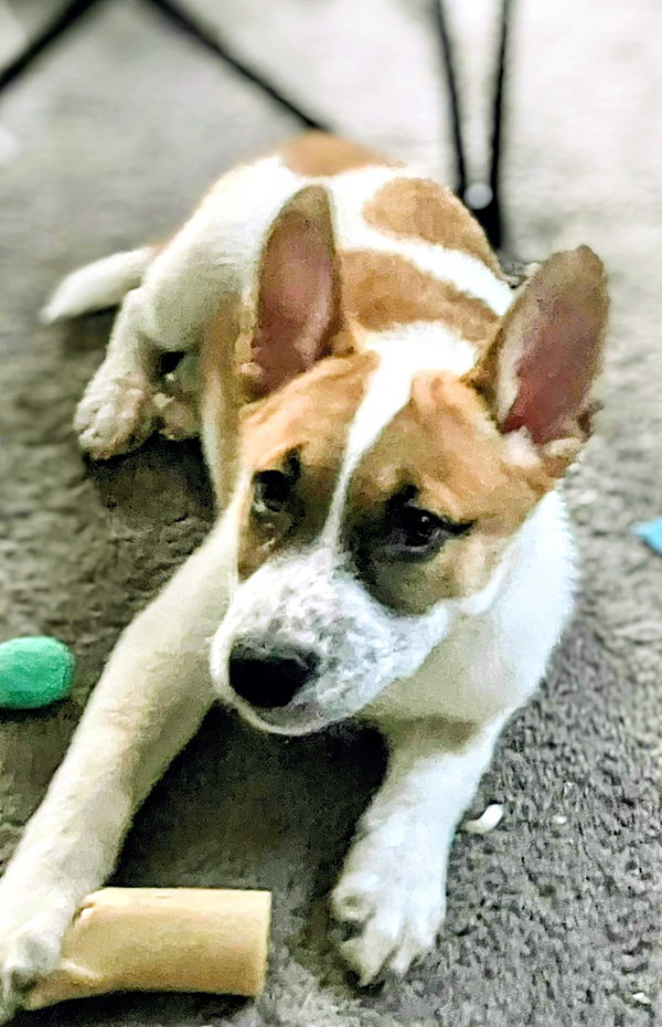 Levi