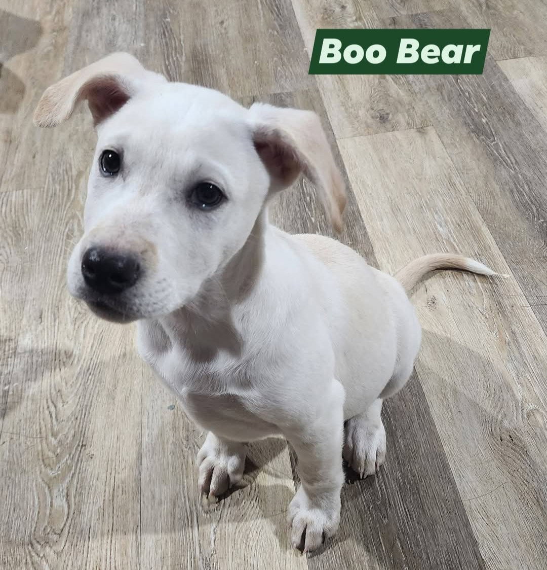 Boo Bear