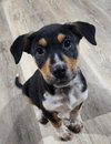 Bruno