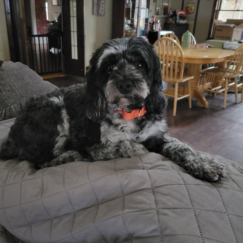 Remi