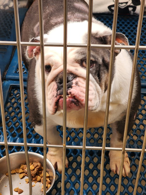 picture of the dog needing adoption
