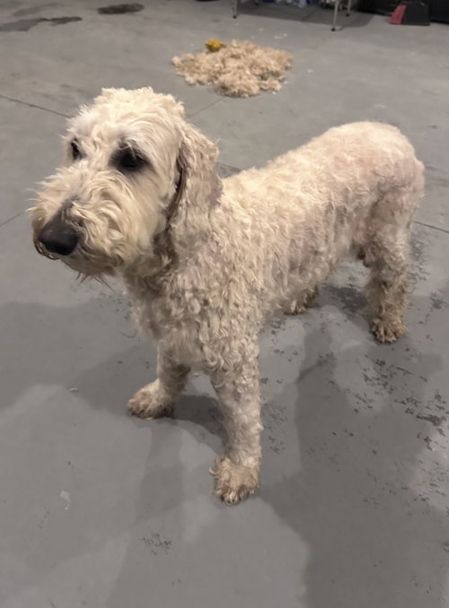 picture of the dog needing adoption