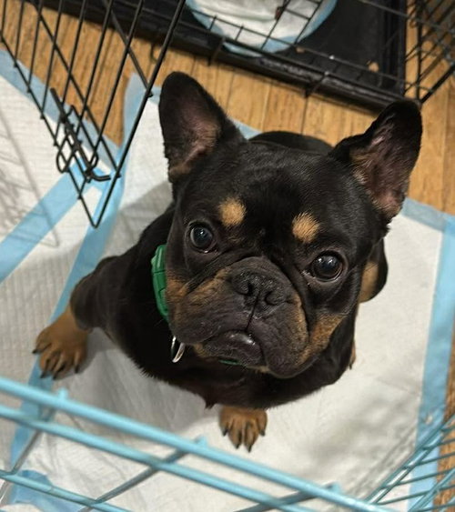picture of the dog needing adoption