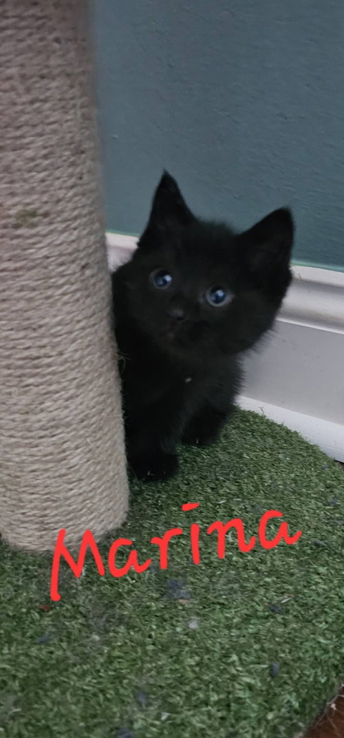 Marina, an adoptable Domestic Medium Hair in Marine City, MI
