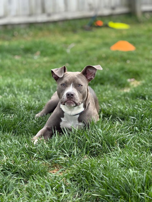 Bella, an adoptable American Pit Bull Terrier in Marine City, MI
