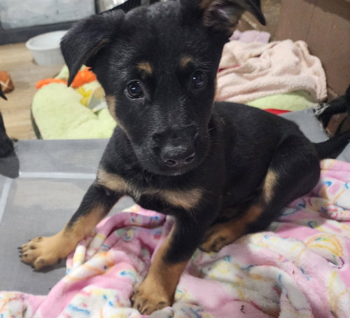 Rubble, an adoptable Shepherd in Marine City, MI