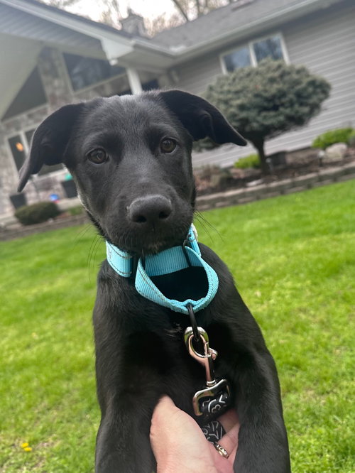 Eden, an adoptable Labrador Retriever in Marine City, MI