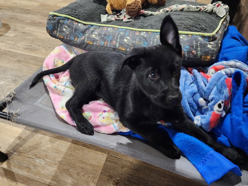 Liberty, an adoptable Shepherd in Marine City, MI